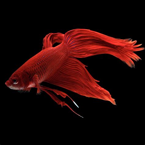 red beta fish|Red Betta Fish Care Guide .